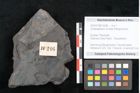 Foto (Objekt + Etikett) von Ceratopetalum vivulare Ettingshausen (NHMW-GEO-2024-0188-10246)